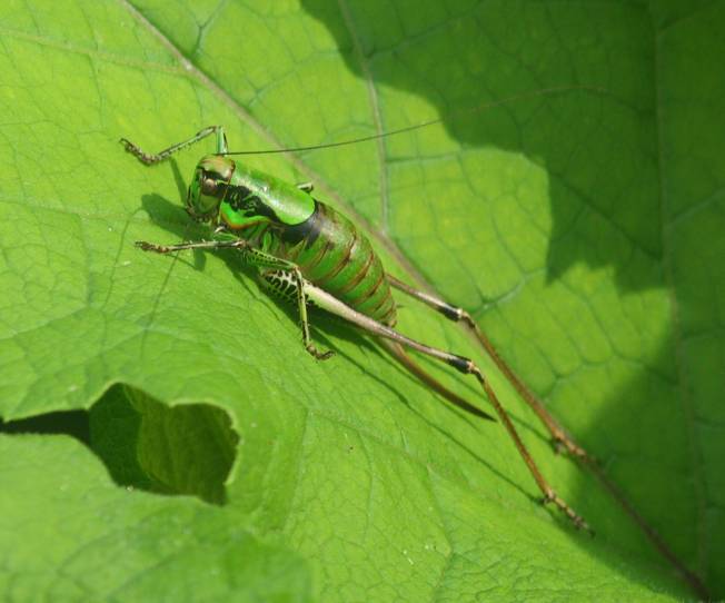 Anonconotus? No, Eupholidoptera cfr. magnifica, femmina